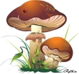 Картинки по запросу гриб нарисованный